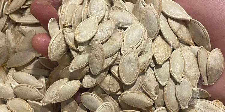 Kabak çekirdeğine Salmonella nasıl bulaşıyor