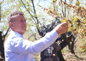 “Tarlaya borç ektirdi, enkaz biçtiriyor”