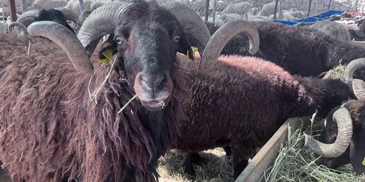 Hayvan pazarlarında kurban hareketliliği