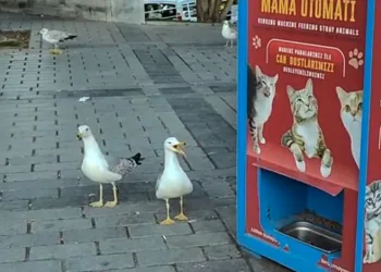 Martılar mama için kedi taklidi yaptı