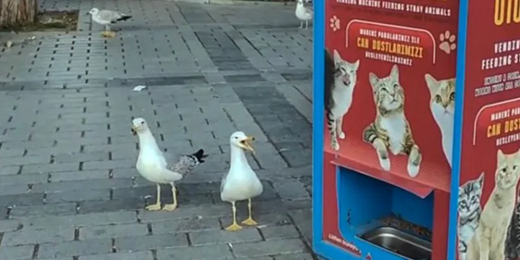 Martılar mama için kedi taklidi yaptı