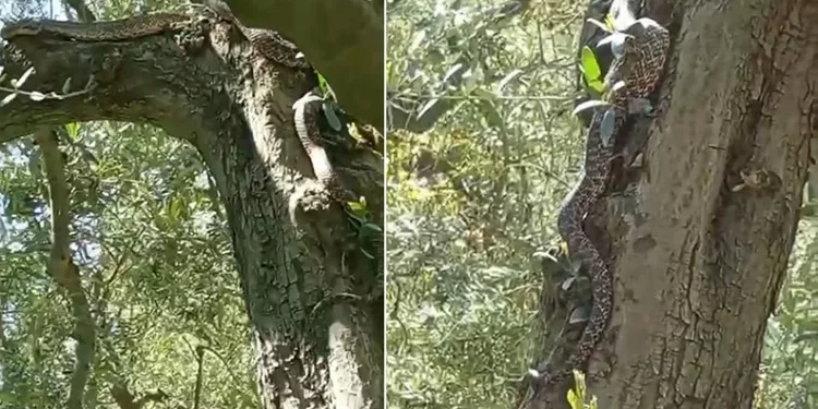 2,5 metrelik yılanı gören gözüne inanamadı