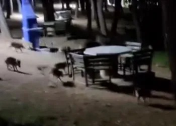 Piknikte karşılaştıkları domuz sürüsü panik oluşturdu