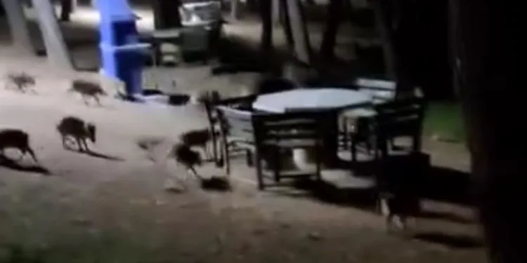 Piknikte karşılaştıkları domuz sürüsü panik oluşturdu