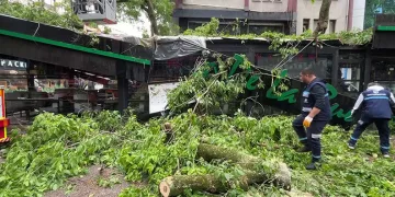 Dev ağaç kafenin üzerine devrildi, facia teğet geçti