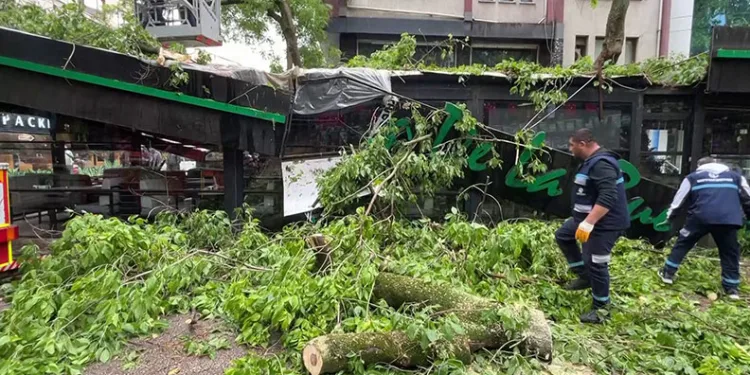 Dev ağaç kafenin üzerine devrildi, facia teğet geçti