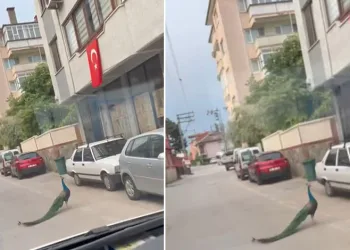 Bursa’da tavus kuşu sürücülere ilginç anlar yaşattı