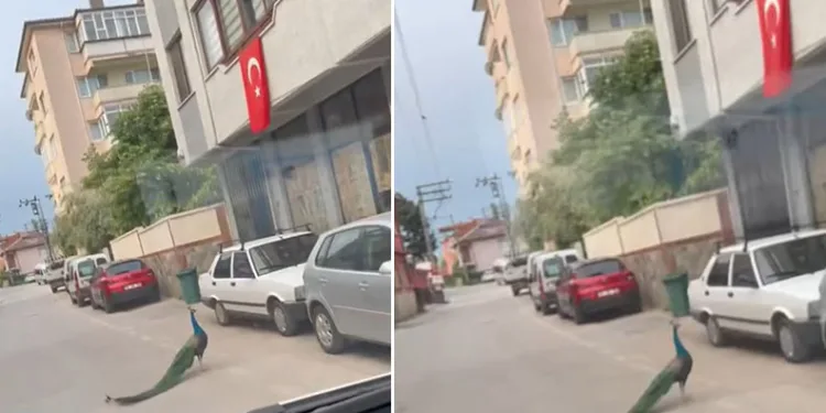Bursa’da tavus kuşu sürücülere ilginç anlar yaşattı