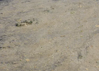 Tehlikeli görüntü! Müsilaj balık yumurtalarını öldürüyor