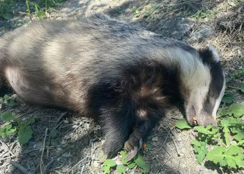 Bursa’da nesli tükenme tehlikesi altında olan Avrupa porsuğu ölü bulundu