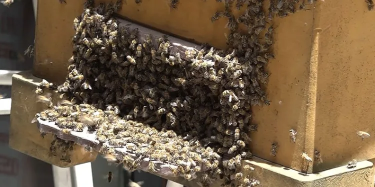 Bursa’da binlerce arı iş merkezini bastı