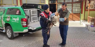 Antalya’da kuyuya düşen 7 yavru köpeği itfaiye kurtardı