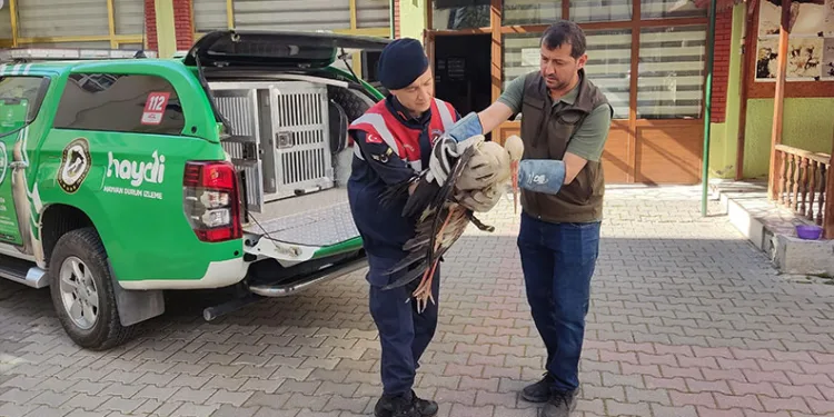 Antalya’da kuyuya düşen 7 yavru köpeği itfaiye kurtardı