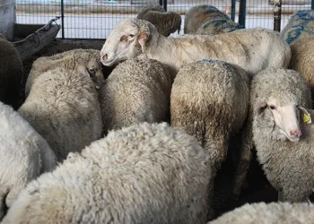 Bursa’da sıcaklık rekorları kırılabilir