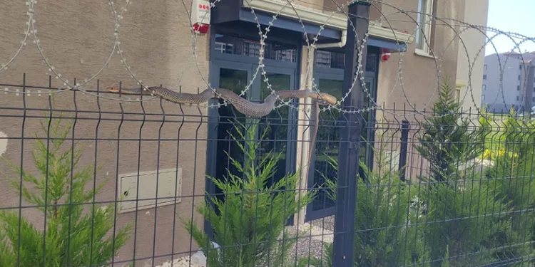 Bursa’da tellere dolanan 1,5 metre boyundaki yılan korkuttu