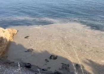 Gemlik’te müsilaj paniği