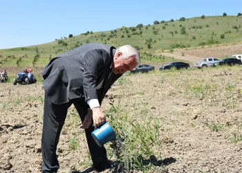 Nilüfer Belediyesi Konaklı’ya 800 zeytin fidanı dikti