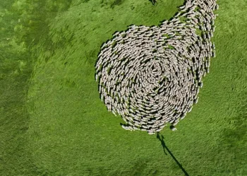 Bursa meralarında binlerce koyundan görsel şölen