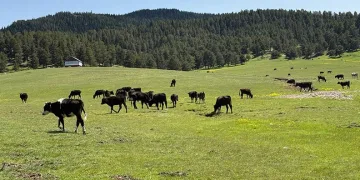 Malatya’da depremin izleri dağ oldu