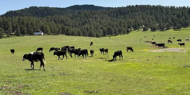 Malatya’da depremin izleri dağ oldu