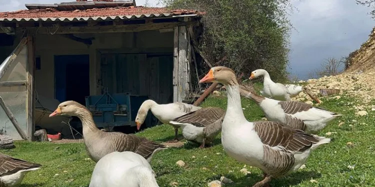 Kick boksçu “kaz tüyü” topluyor ihraç ediyor yorgan yapıyor