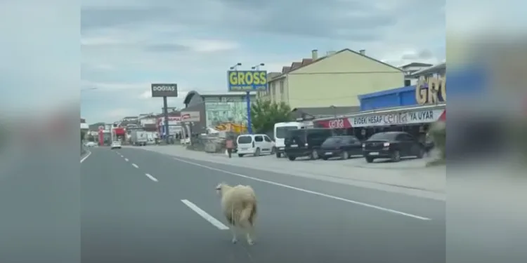 Yalova’da kaçak kurbanlık koyun trafiği birbirine kattı