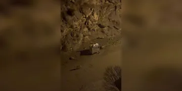 Sivas’ta nesli tehdit altındaki su samuru görüntülendi