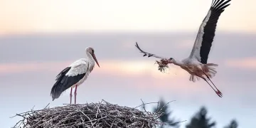 ‘Uluslararası Bursa Leylek Şenliği’ başlıyor