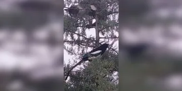 Türkiye’de artan dağ kazaları endişelendiriyor