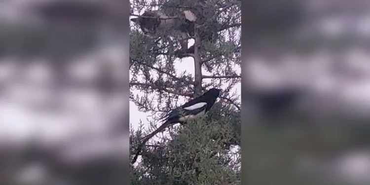 Türkiye’de artan dağ kazaları endişelendiriyor