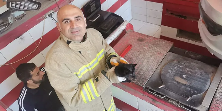 Çalınan 4 büyükbaş hayvan sahibine teslim edildi