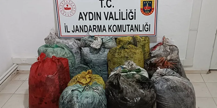 İzinsiz zeytin toplayan 11 şüpheli yakalandı
