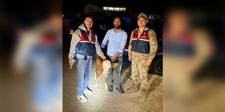 Çalınan 4 büyükbaş hayvan sahibine teslim edildi