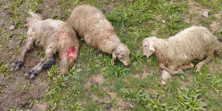 Kahramanmaraş’ta kontrolden çıkan minibüs devrildi: 1 ölü, 19 yaralı