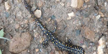 Ailelerine gururu yaşattılar