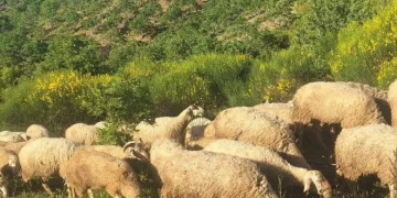 Ailelerine gururu yaşattılar