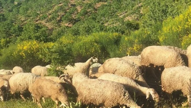 Ailelerine gururu yaşattılar