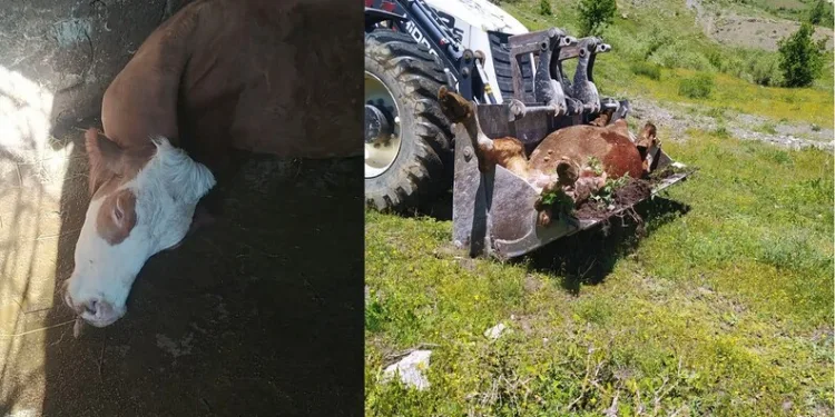 Balıkesir’de takla atan araçta ki 2 şahıs yaralandı
