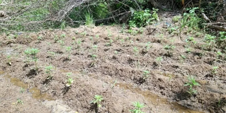 1.24 promil alkollü yakalandı, “Ekmeğimle oynuyorsunuz” dedi