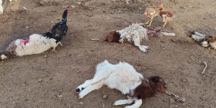 Ters yöne giren araç kazaya neden oldu: 1 yaralı