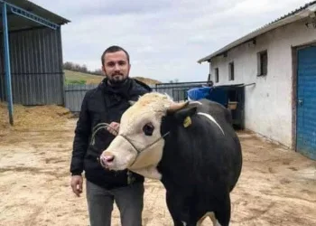 Yenişehir’de hayvan üreticileri destek bekliyor