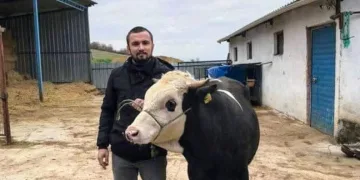 Yenişehir’de hayvan üreticileri destek bekliyor