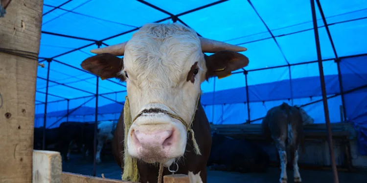 Kurban pazarı yüzleri güldürdü