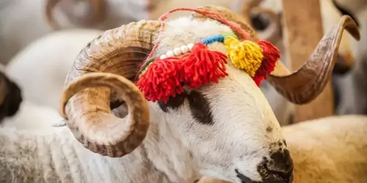 Kurban bayramı tatili