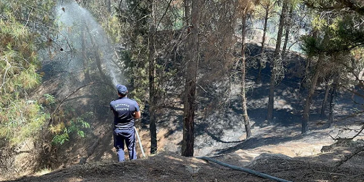 Çocukların çakmakla oyunu ormanı yaktı