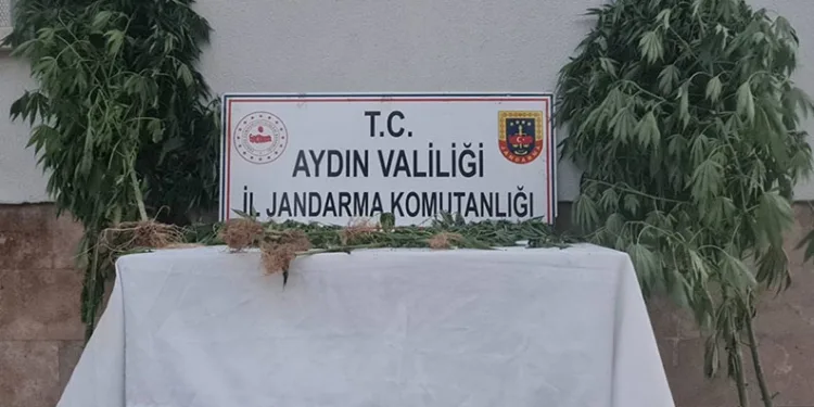 Aydın’da 28 kök kenevir ele geçirildi