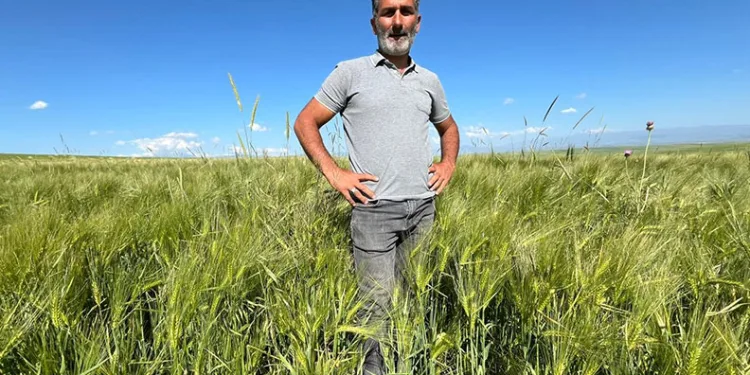 Kars’ta tarım arazilerinde yerli ve milli arpa bereketi
