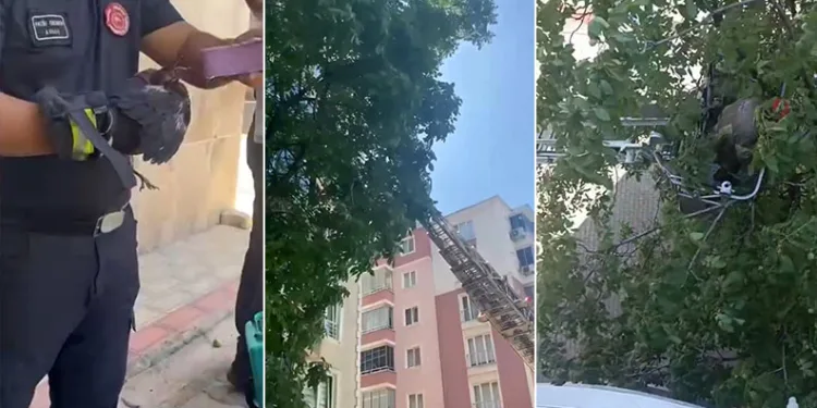 Bursa’da yavru karga ağaca sıkıştı, çaresizce bekledi