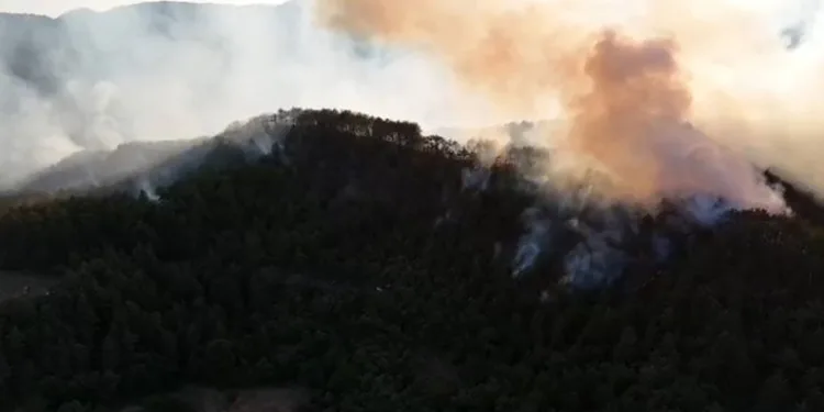 Bolu’da orman yangını
