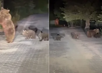Uludağ’da boz ayı paniği